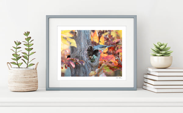 The photo of a sleeping Becorn and a tufted titmouse in a thin, gray frame on a white shelf against a white wall. On either side of it are potted plants and a small stack of books. In the lower right corner of the print’s white border is David Bird’s signature.