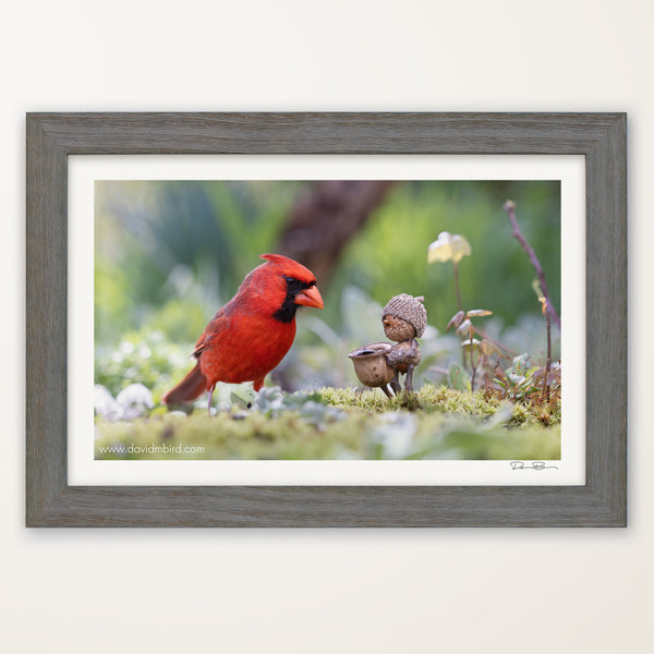 The photo of a Becorn and a cardinal in a gray wood frame. In the lower right corner of the print’s white border is David Bird’s signature.