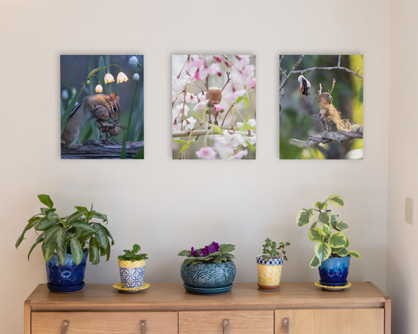 The photos “Midnight Snack” of a Becorn and chipmunk under glowing snowbells, “Cherry Blossom” of a Becorn in a weeping cherry tree, and “Monarch” of a Becorn looking at an emerging monarch butterfly, as metal prints mounted without frames on a pale gray wall. In the lower right corner of the prints, David Bird’s signature is visible. Underneath them is a sideboard with several potted plants.