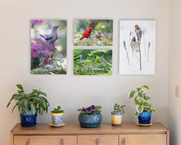 The photos “Berkie and Spirit” of two Becorns and a grey catbird, “Red” of a male cardinal and a Becorn with a basket of seeds, “Crazy Mustache” of two Becorns and a juvenile bluebird, and “The Jump” of a Becorn and a tufted titmouse in the snow, as metal prints mounted without frames on a pale gray wall. In the lower right corner of the prints, David Bird’s signature is visible. “Berkie and Spirit” and “The Jump” are in a larger size and bracket the other two prints. “Red” is mounted above “Crazy Mustache”