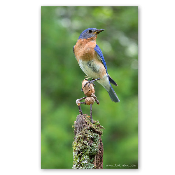 Parada de cabeza de pájaro azul