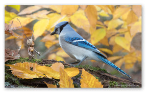 A Becorn with pointy horns and a bluejay looking at one another. Bright yellow birch leaves are littered on the ground and in the background.