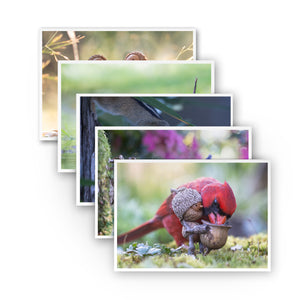 Five photos overlapped on a white background so that only the top photo is fully visible, which is a male cardinal reaching over a Becorn’s shoulder to pick a seed out of the Becorn’s basket.