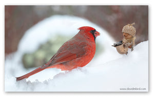 A Becorn holding a basket of seeds and a male cardinal looking at one another in the snow. The Becorn is smiling.