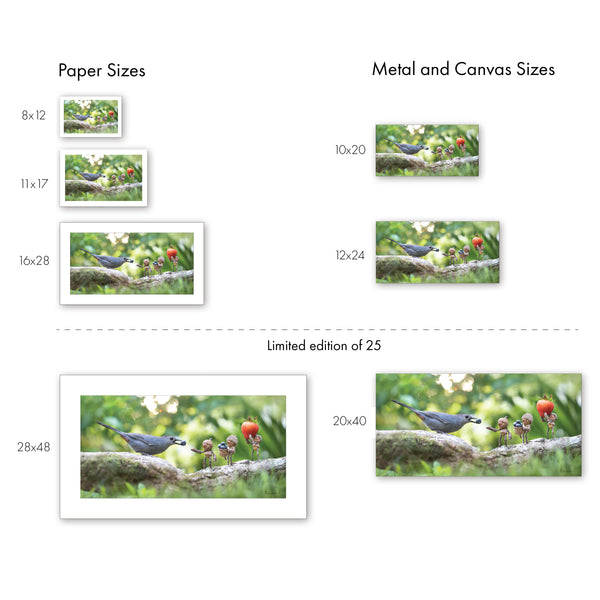 Comparison between the seven different sizes of print for the Grey Catbird photo. The paper prints have a white border, the metal and canvas prints do not. Text: Paper Sizes. 8x12. 11x17. 16x28. Metal and Canvas Sizes. 10x20. 12x24. Limited Edition of 25. (Paper Print) 28x48. (Metal and Canvas Print) 20x40.