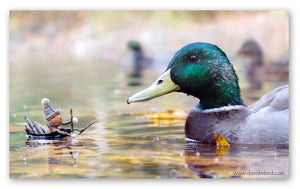 A Becorn in a small boat approaching a male mallard duck. The Becorn looks curious and is wearing a conical hat with a pom-pom. 