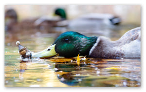 A male mallard duck biting at a Becorn in a small boat. The Becorn looks frightened. The duck and Becorn are blurry with movement.