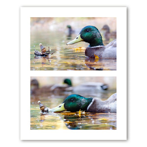 A diptych with a photo of a Becorn in a small boat approaching a male mallard duck on top and a photo of a male mallard duck biting at the Becorn in the small boat on the bottom. In the bottom photo, the Becorn looks frightened and the duck and Becorn are blurry with movement.