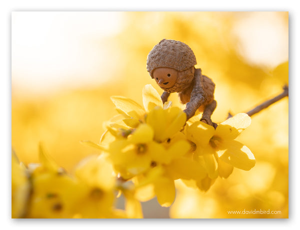 A Becorn crawling on a branch of a forsythia bush, staring excitedly at the yellow flowers.