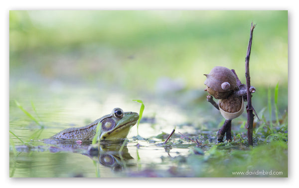 A Becorn and an American bullfrog staring at one another. The bullfrog is partially submerged in water. The becorn looks thoughtful.