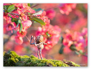 A Becorn in profile looking excitedly at a small cluster of fuschia crabapple blossoms. The background is full of the same flowers.