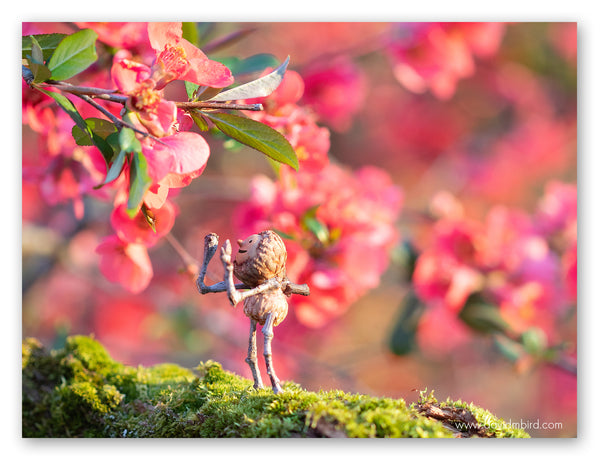 A Becorn in profile looking excitedly at a small cluster of fuschia crabapple blossoms. The background is full of the same flowers.