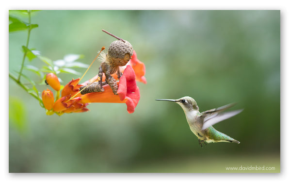 A Becorn stradling a red-orange trumpet vine flower, looking excitedly at a female hummingbird hovering in front of the flower.