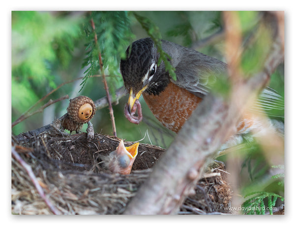 An American robin is holding an earthworm in its beak over a newly hatched chick in its nest. A Becorn is on the edge of the nest looking at the chick in wonder.