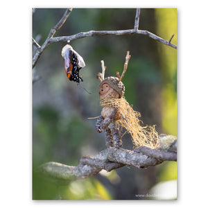 A Becorn with antlers and a dry moss cape is looking up in wonder at a Monarch butterfly just beginning to emerge from its chrysalis.