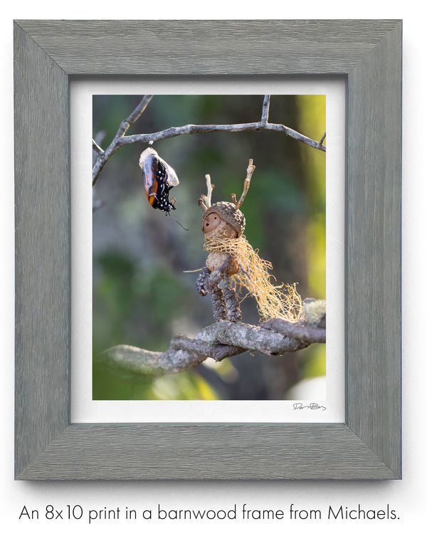 The photo of the Becorn and emerging monarch in a gray wood frame. In the lower right corner of the print’s white border is David Bird’s signature. Text: An 8x10 print in a barnwood frame from Michaels.