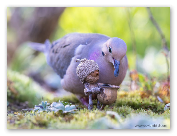 A Becorn holding a basket full of seeds out to a mourning dove, which is looking over the Becorn’s shoulder and has a seed in its beak.