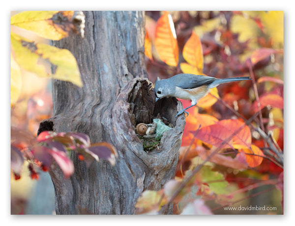 A Becorn sleeping in a hollow knot inside a tree, using a pale green leaf as a blanket. A tufted titmouse is perched on the side of the hollow and is looking at the Becorn. They are framed in yellow and red leaves.