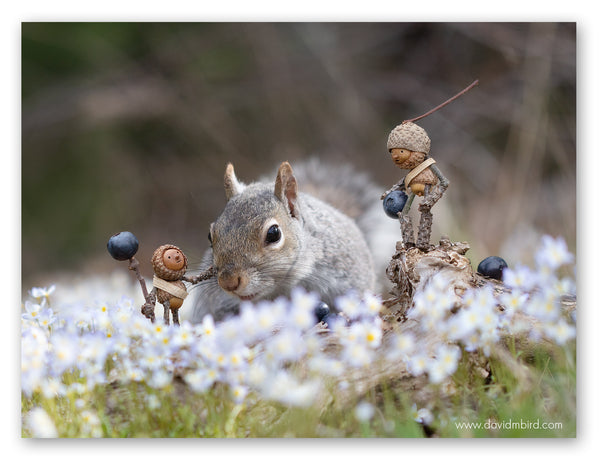 Two Becorns and a gray squirrel standing amongst forget-me-knot flowers. One becorn has a staff with a blueberry on top and is petting the squirrel’s head. The other becorn is elevated on a log, looking down at the squirrel, and holding a blueberry.