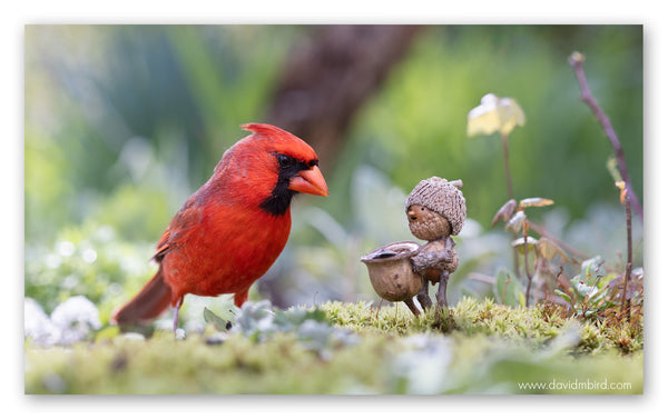 A Becorn holding a basket of seeds and a male cardinal are looking at each other, standing on mossy ground. The Becorn is smiling.