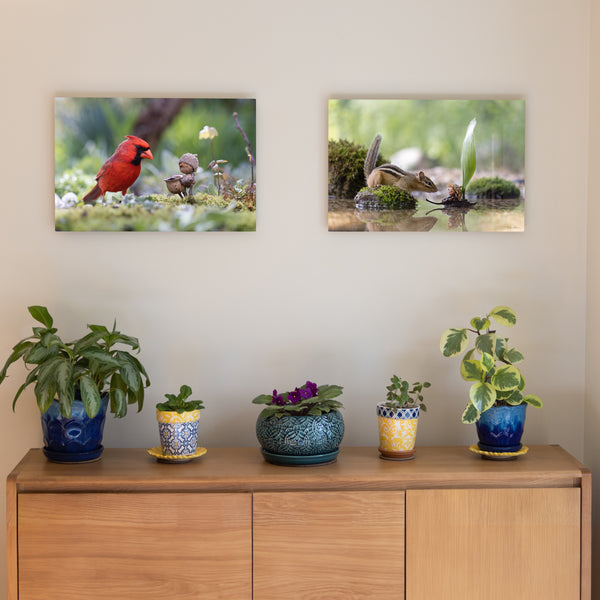 The photos “Red” of a Becorn and a cardinal and “Welcoming Party?” of a chipmunk and a Becorn in a boat, as metal prints mounted without frames on a pale gray wall. In the lower right corner of the prints, David Bird’s signature is visible. Underneath them is a sideboard with several potted plants.