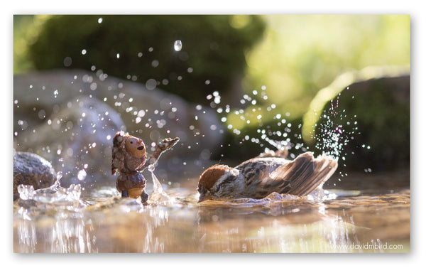 A chipping sparrow taking a bath in a pool of water. A Becorn standing in the water next to it joyfully holds its hands in the air. Droplets of water sparkle in the air around them.