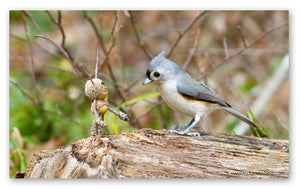 A Becorn with thin horns and a tufted titmouse looking at one another, standing on a brown log.