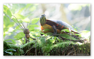 A Becorn with thin horns looking up in awe at a painted lady turtle, standing on a mound of moss. The turtle is seen slightly from below.