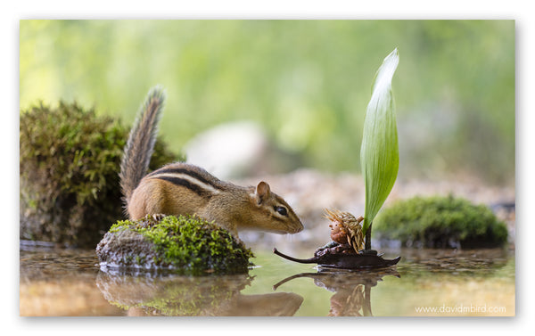 A Becorn with a dried flower hat in a small boat with a leaf sail approaches a chipmunk sitting on a mossy rock in a pool of water. The Becorn and chipmunk are looking at one another.