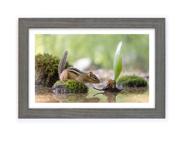 The photo of a chipmunk and a Becorn in a boat in a gray wood frame.