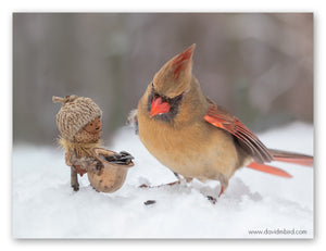 A Becorn holding a basket of seeds is smiling at a female cardinal that is looking down at the basket. The ground is covered in snow.