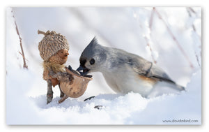 A Becorn holding a basket of seeds is smiling at a tufted titmouse that is picking a sunflower seed out of the basket. The ground is covered in snow.