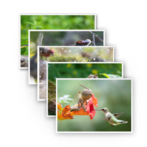 Five photos overlapped on a white background so that only the top photo is fully visible, which is a Becorn straddling a red-orange trumpet vine flower, looking excitedly at a female hummingbird hovering in front of the flower.