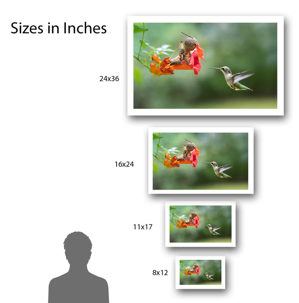 Four copies of a photo of a Becorn on a trumpet vine flower with a hummingbird shown in order of largest to smallest size in comparison to a silhouette of a person from the shoulders up. Each copy is labeled with its dimensions. Text: Sizes in Inches. 24x36. 16x24. 11x17. 8x12.